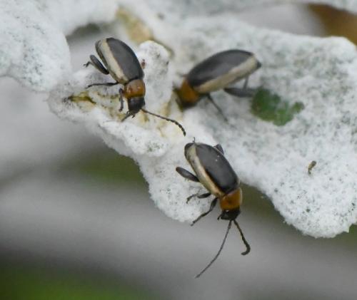 Réf. 219 527 : Longitarsus dorsalis